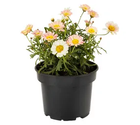 Kraaibosch Nurseries Argyranthemum Madeira Plant Assorted 150 mm