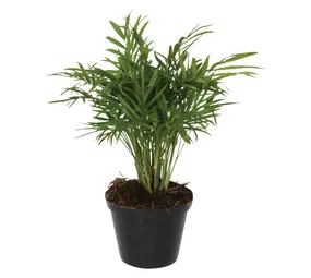 Chamaedorea Elegans Plant 160 x 160 x 200 mm