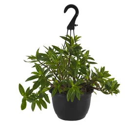 Airely Farms Hanging Plant Basket Assorted 160 mm