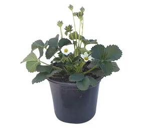 Peebles Plants Fragaria Strawberry Plant 170 mm