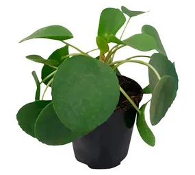 Airely Farms Money Plant H/B 200 mm