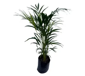 Chrysalidocarpus Palm in Bag 5 L Bag