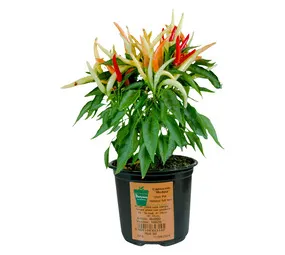 De Fynne Nursery Small Potted Shrub Assorted 150 mm