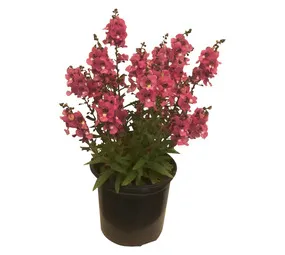Kraaibosch Nurseries Archangel Angelonia Plant Assorted 150 mm