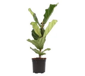 Plantimex PHAL091FS Ficus Lyrata Potted Plant 190 mm