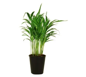 Flora Select Areca Bamboo Cover Bamboo Palm Plant in 140 mm Nursery Pot