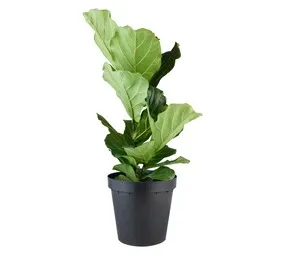 Flora Select Ficus Lyrata Fiddle-Leaf Fig 300 mm Pot – Statement Indoor Plant