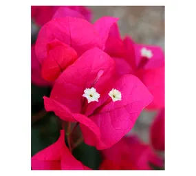 Arnelia Bougainvillea Potted Plant Assorted 200 x 200 x 500 mm