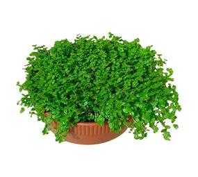 Florex Peace in Home Bowl Potted Plant Green