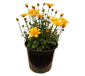 Kraaibosch Nurseries Bidens Golden Empire Plant Yellow 150 mm