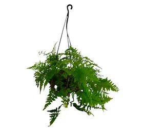 Florex Davalia Potted Plant 150 mm