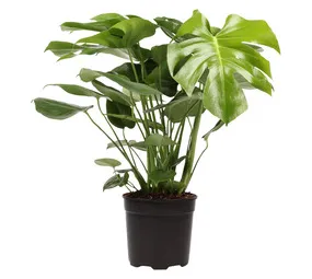 LVG Monstera Potted Plant 200 mm
