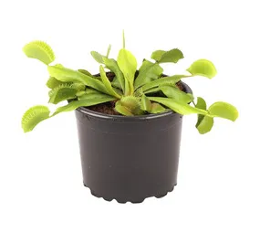 Plantimex PELA18M Venus Fly Trap Pot 100 mm