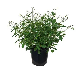 Kraaibosch Nurseries Euphorbia Glitz Potted Plant 150 mm