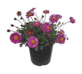 Kraaibosch Nurseries Assorted Brachyscome Plant 150 mm