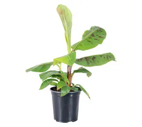 Elands Nursery Promo Assorted Shrubs 170 mm