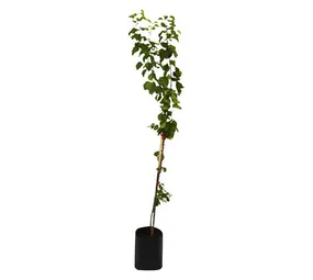 Kraaibosch Nurseries Fruit Tree 10 kg
