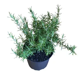 Rosmarinus Tuscan Blue Potted Plant in Bag Blue 4 L