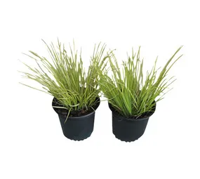 Florex Acorus Golden Edge Shrub 4 L