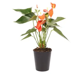 Flora Select Anthurium 140 mm Pot – Stylish and Colourful Indoor Plant