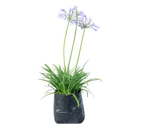 Elands Nursery Shrubs Assorted 10 L Bag