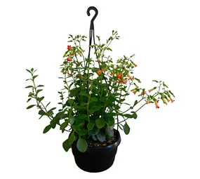 Florex Kalanchoe Tessa