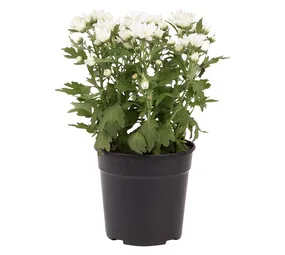Flora Select Chrysanthemum Mums and Chrysanths Plant in 140 mm Nursery Pot Variety of Colours