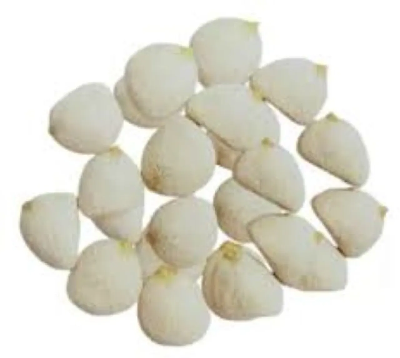 Nuez De La India Weightloss