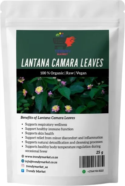Trendy Market Lantana Camara Leaves