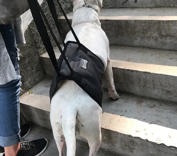 ALANES AL-140055 Dog NA Harness