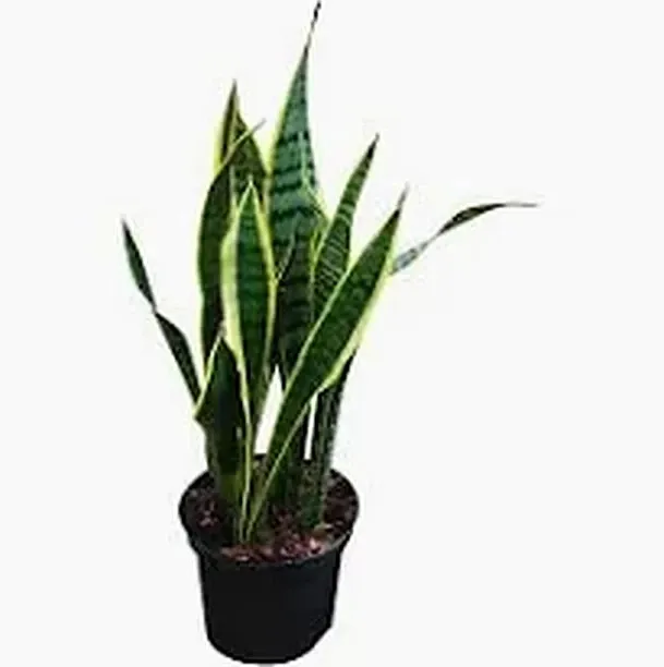 generic Snake Plant
