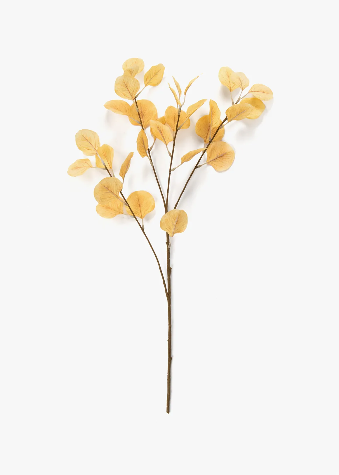 Natural Eucalyptus Stem